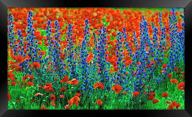 Wild Lupins and Poppies Framed Print by val butcher