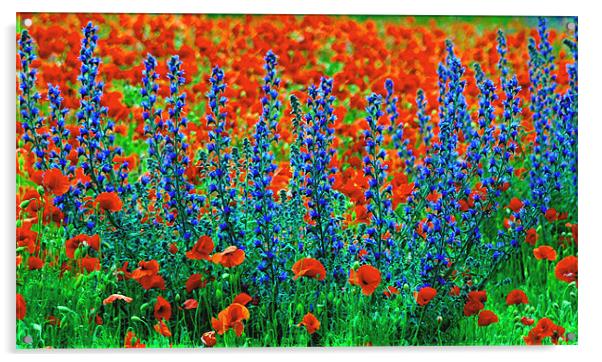 Wild Lupins and Poppies Acrylic by val butcher