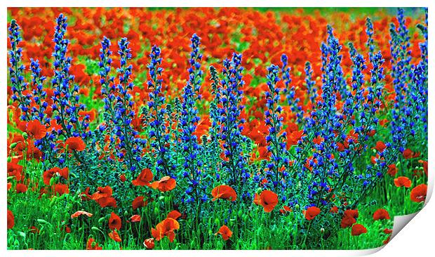 Wild Lupins and Poppies Print by val butcher