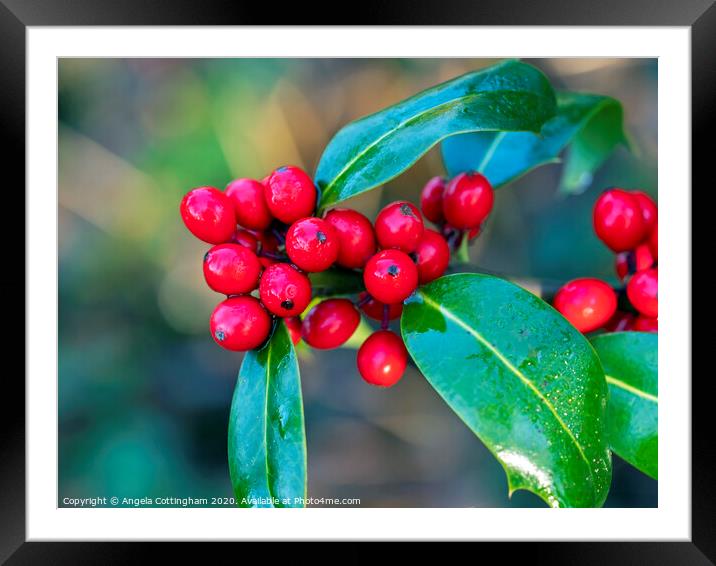Holly Berries Framed Mounted Print by Angela Cottingham