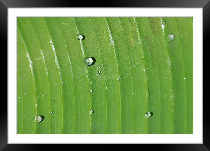 Rain Drops on Palm Framed Mounted Print by Stuart Hough