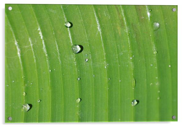 Rain Drops on Palm Acrylic by Stuart Hough