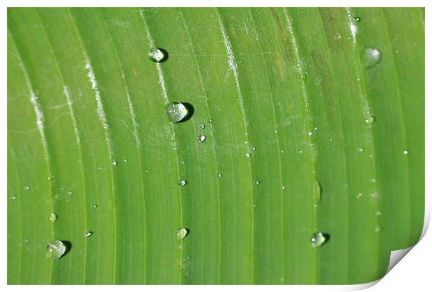 Rain Drops on Palm Print by Stuart Hough