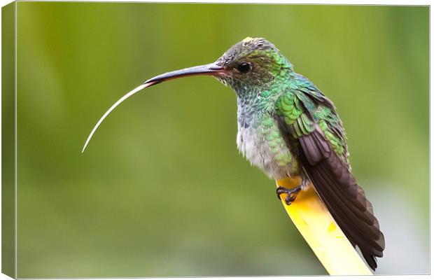 Hummingbird with tongue sticking out Canvas Print by Craig Lapsley