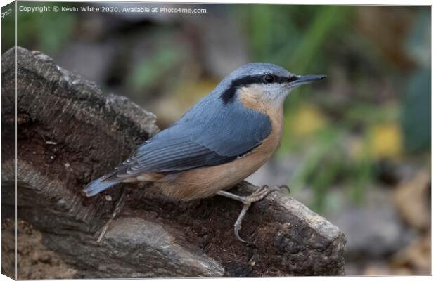 Nuthatch on the lookout Canvas Print by Kevin White