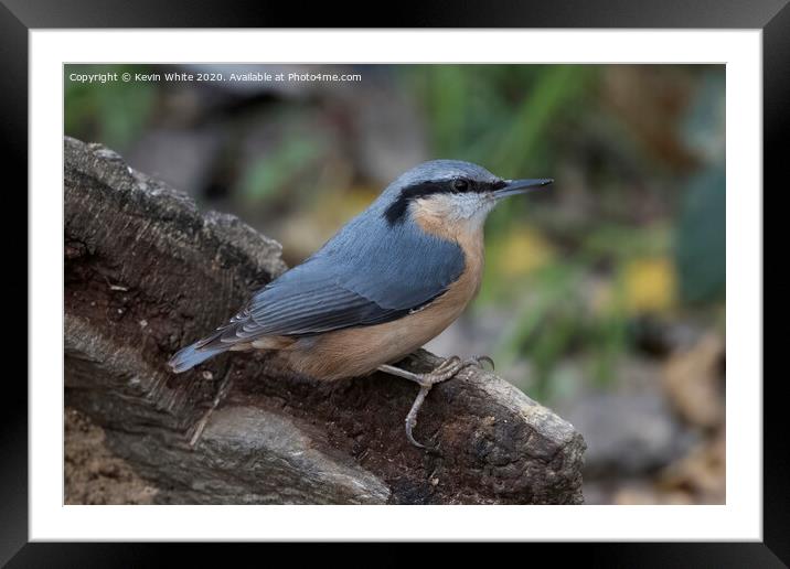 Nuthatch on the lookout Framed Mounted Print by Kevin White