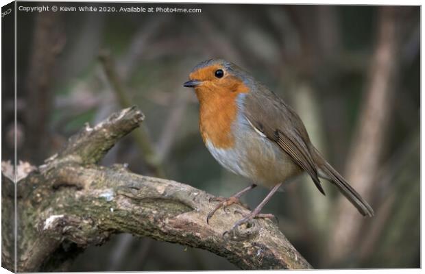 Red Robin Christmas bird Canvas Print by Kevin White