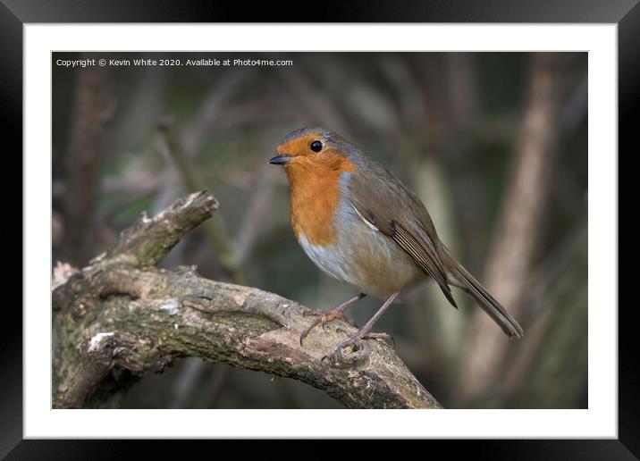 Red Robin Christmas bird Framed Mounted Print by Kevin White