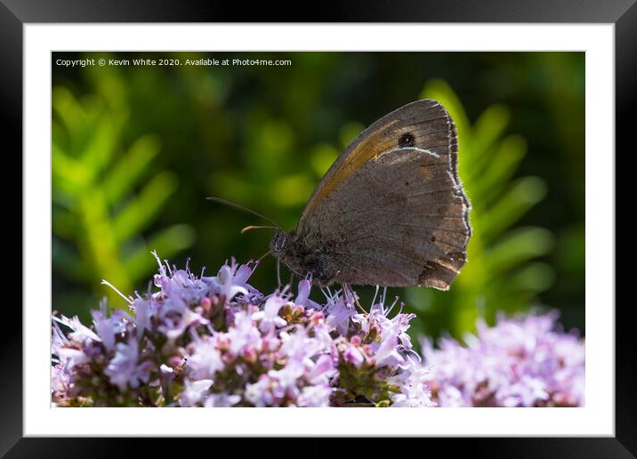 Summer butterfly Framed Mounted Print by Kevin White
