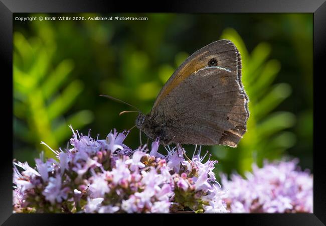 Summer butterfly Framed Print by Kevin White