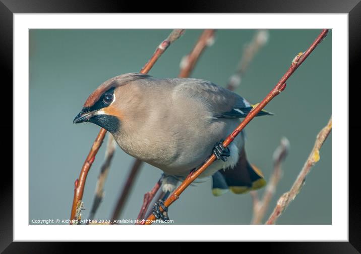 A Scandinavian Waxwing arrives in the garden Framed Mounted Print by Richard Ashbee