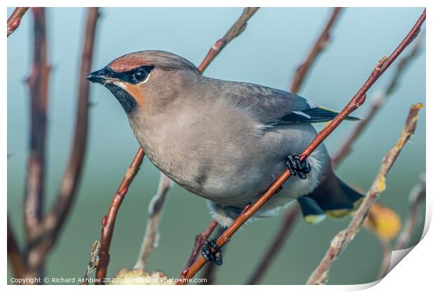 Beautiful Waxwing visitor Print by Richard Ashbee