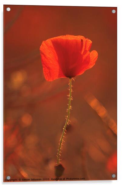 Sunlit poppy Acrylic by Simon Johnson