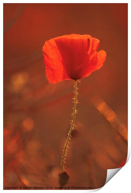 Sunlit poppy Print by Simon Johnson