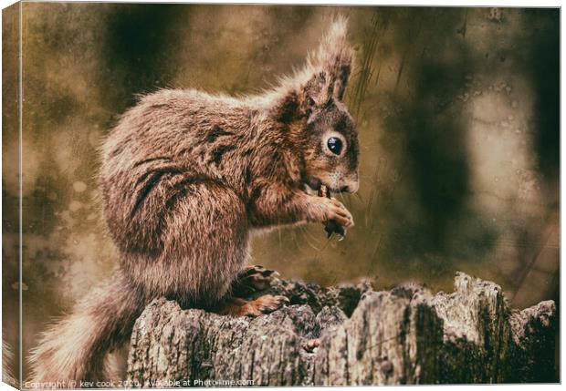 RED Squirrel Canvas Print by kevin cook
