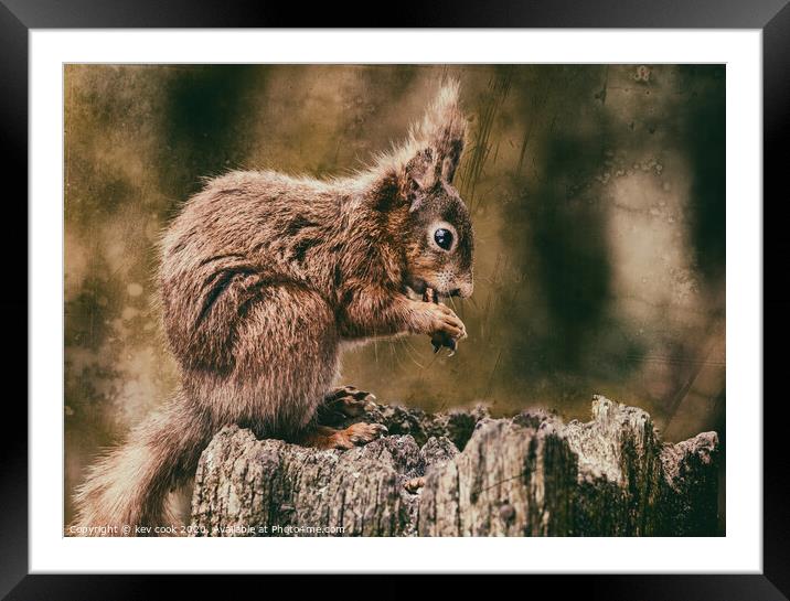 RED Squirrel Framed Mounted Print by kevin cook