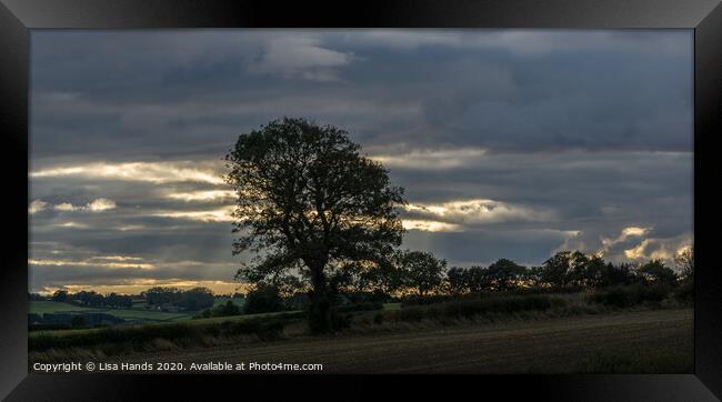 Evening rays Framed Print by Lisa Hands