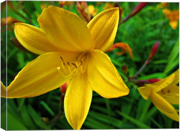 Yellow Lily Canvas Print by Jules Camfield