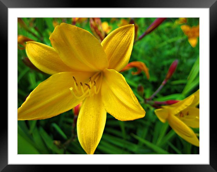 Yellow Lily Framed Mounted Print by Jules Camfield