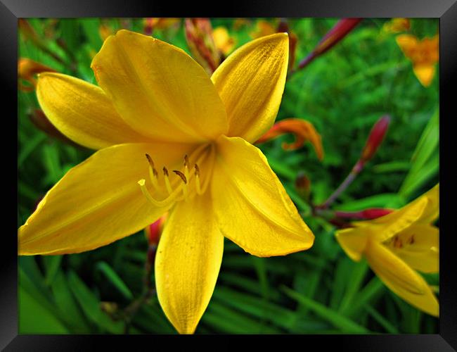 Yellow Lily Framed Print by Jules Camfield