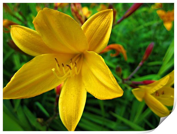 Yellow Lily Print by Jules Camfield