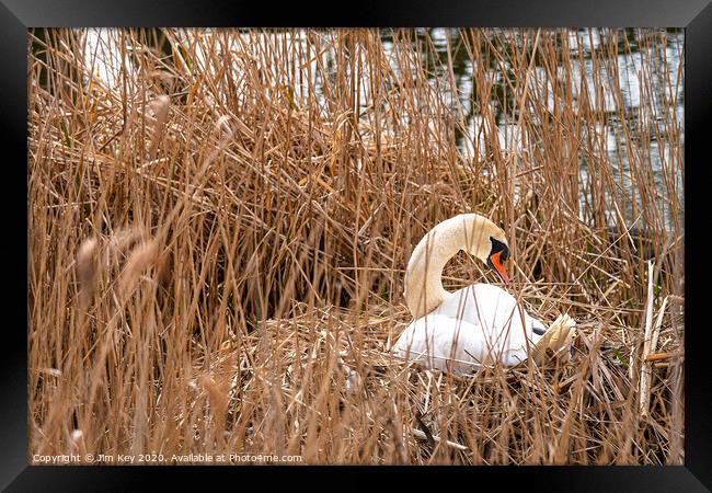 White Swan Nesting Framed Print by Jim Key