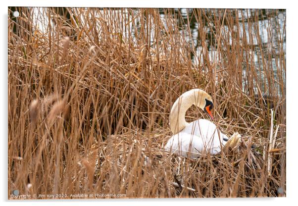 White Swan Nesting Acrylic by Jim Key
