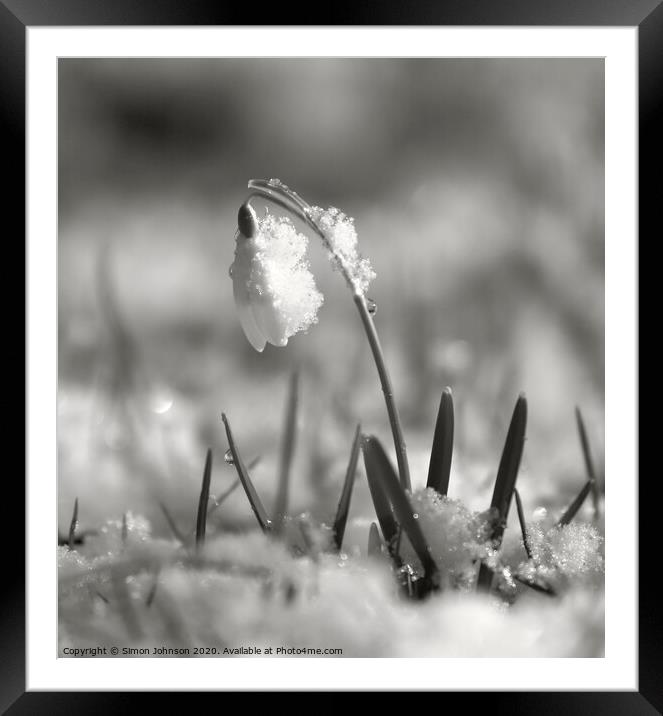 Snowy snowdrop Framed Mounted Print by Simon Johnson