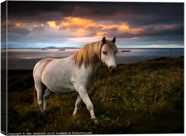 St Brides Pony at Twilight, West Wales Canvas Print by Alan Jenkinson
