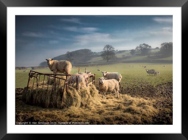 Dawn Feeding Sheep, South Wales Framed Mounted Print by Alan Jenkinson