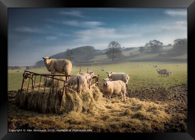 Dawn Feeding Sheep, South Wales Framed Print by Alan Jenkinson