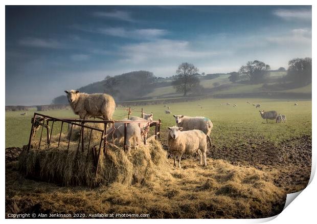 Dawn Feeding Sheep, South Wales Print by Alan Jenkinson