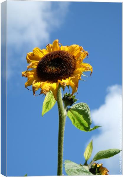 The dying Sunflower, Cornwall Canvas Print by Rika Hodgson