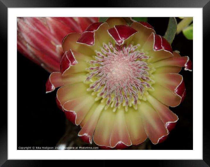 Protea Flower, Western Cape, South Africa Framed Mounted Print by Rika Hodgson