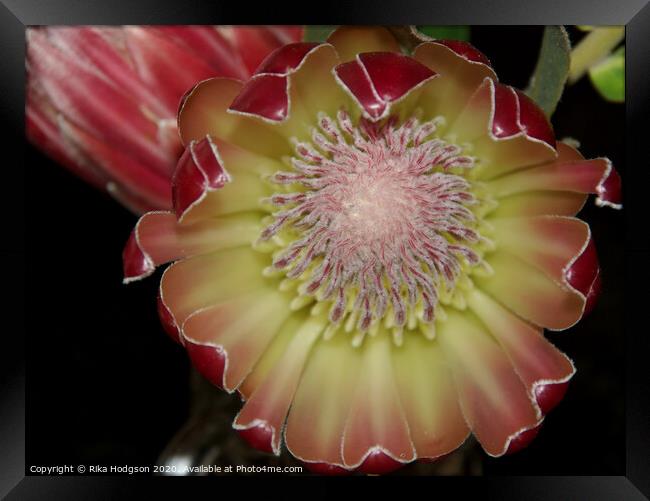 Protea Flower, Western Cape, South Africa Framed Print by Rika Hodgson