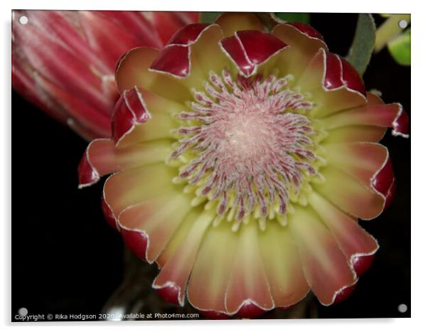 Protea Flower, Western Cape, South Africa Acrylic by Rika Hodgson