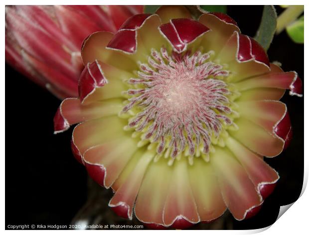 Protea Flower, Western Cape, South Africa Print by Rika Hodgson