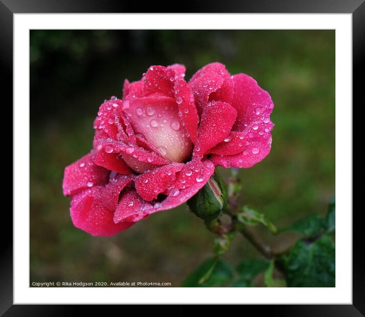 Raindrop Rose Framed Mounted Print by Rika Hodgson