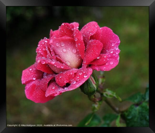 Raindrop Rose Framed Print by Rika Hodgson