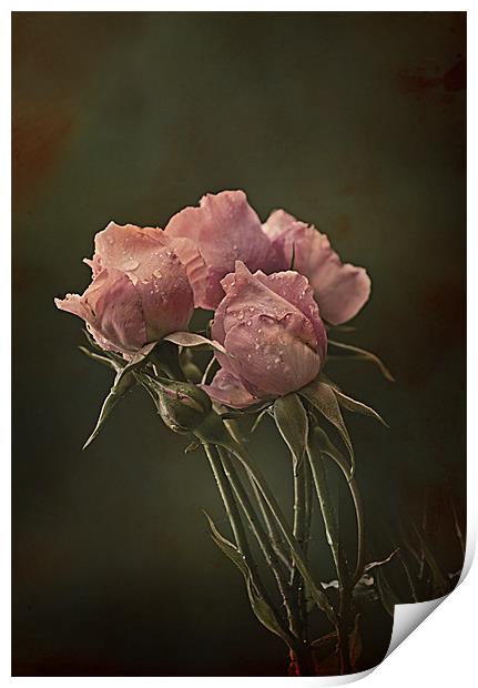 Antique Roses Print by Jacqi Elmslie