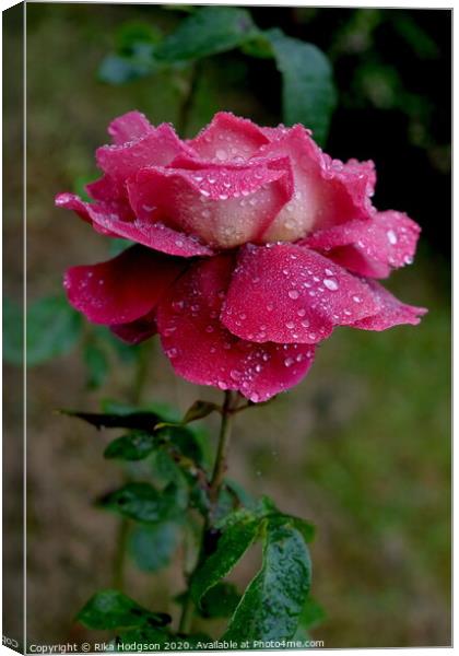 A Rose for my Valentine Canvas Print by Rika Hodgson