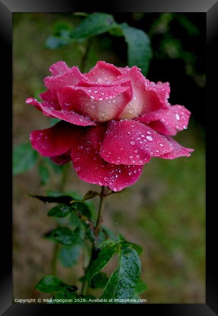 A Rose for my Valentine Framed Print by Rika Hodgson