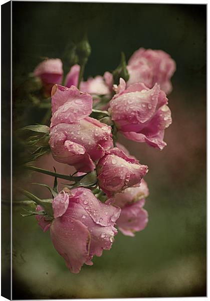 Vintage Pink Roses Canvas Print by Jacqi Elmslie