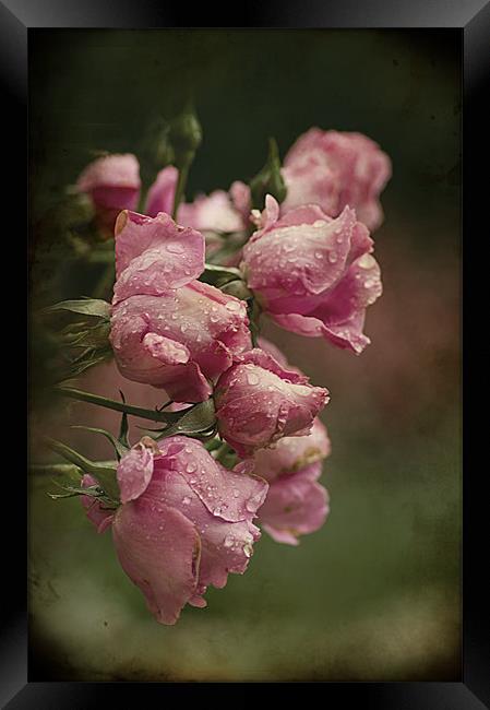 Vintage Pink Roses Framed Print by Jacqi Elmslie