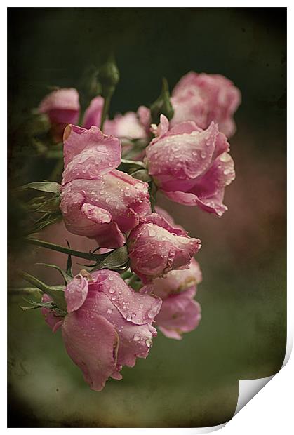 Vintage Pink Roses Print by Jacqi Elmslie