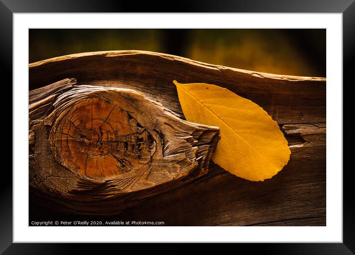 Autumn Leaf Framed Mounted Print by Peter O'Reilly