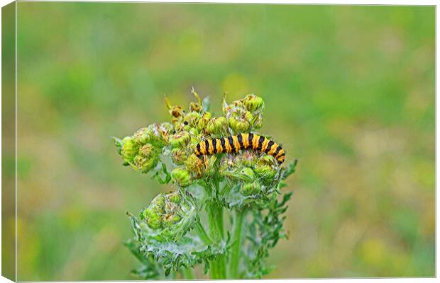 A close up of a Caterpillar Canvas Print by Michael Smith