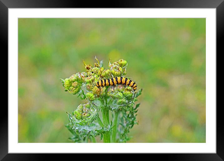 A close up of a Caterpillar Framed Mounted Print by Michael Smith