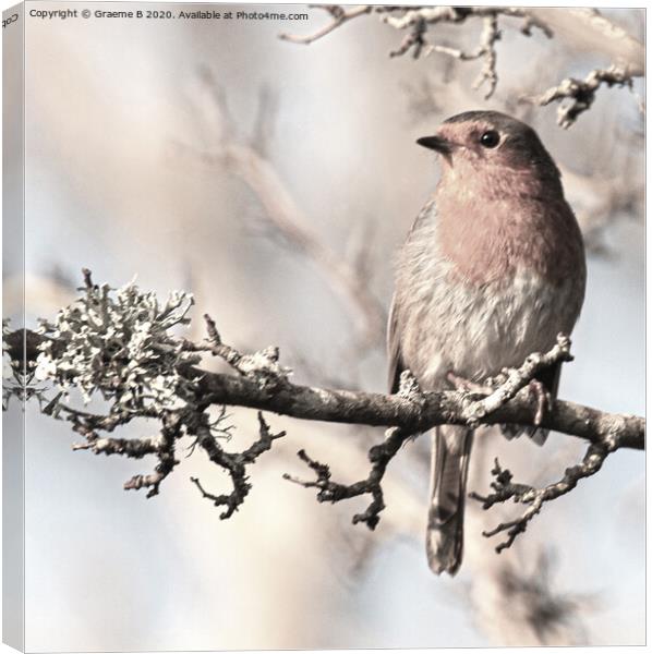 Pale Robin Canvas Print by Graeme B