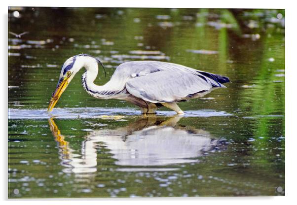 Heron Fishing Acrylic by Michael Smith